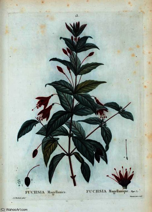 Fuchsia Magellanica — Pierre Joseph Redouté