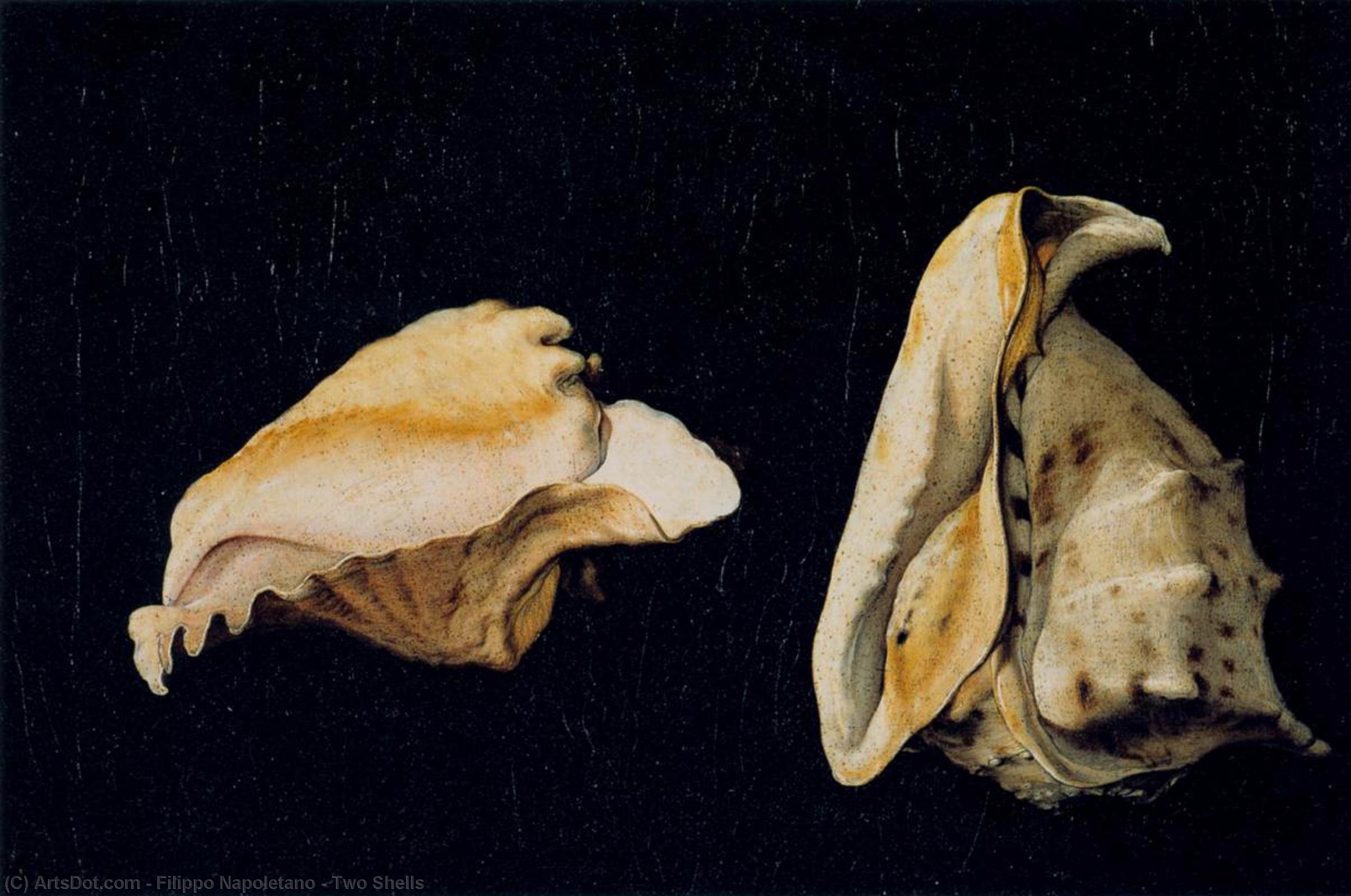 Two Shells — Filippo Napoletano