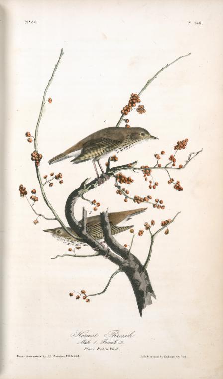 Hermit Thrush . 1. Male. 2. Female. (plant. Robin Wood.) — John James Audubon