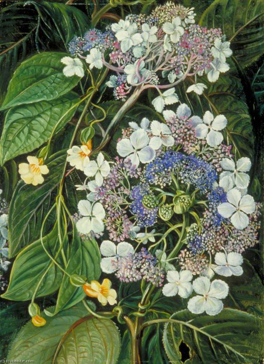 Flowers Of Darjeeling, India — Marianne North