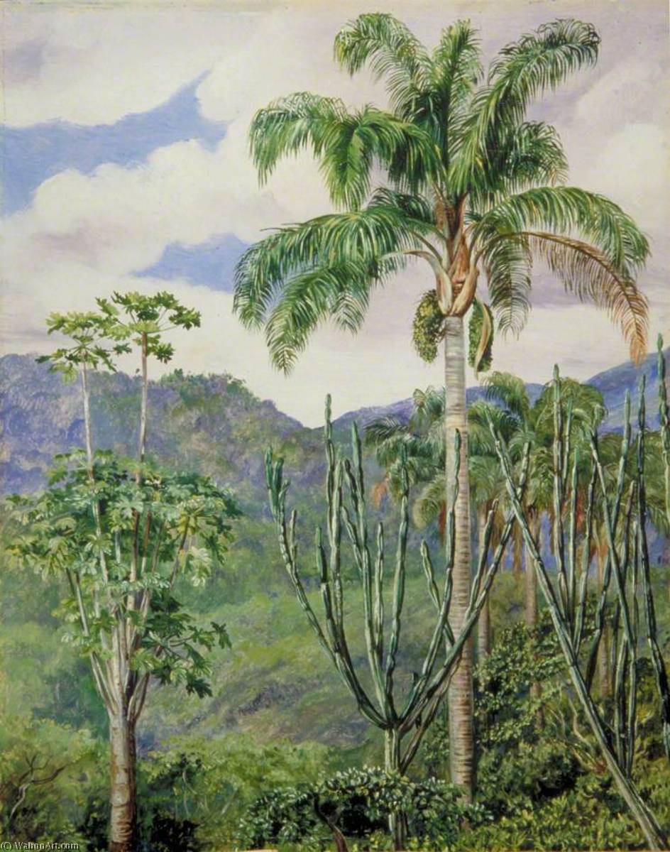 View In Brazil Near Ouro Preto, With Oil Palms — Marianne North
