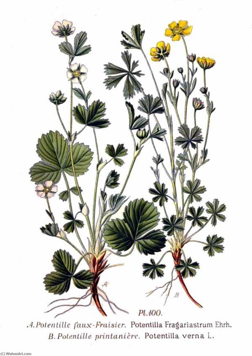 Untitled (aqtdhh) — Amédée Masclef