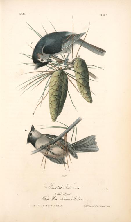 Crested Titmouse. 1. Male. 2. Female. (white Pine. Pinus Strobus.) — John James Audubon