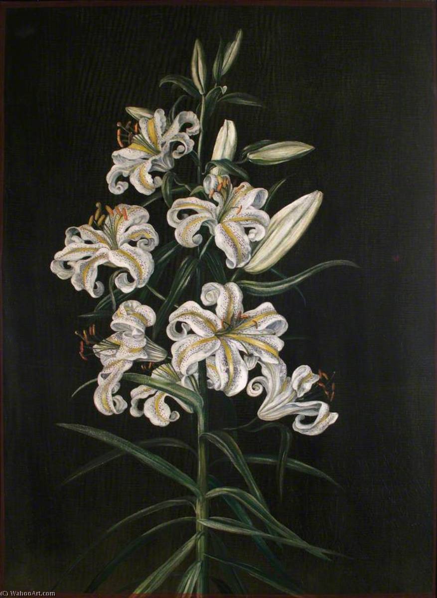 A Japanese Lily — Marianne North