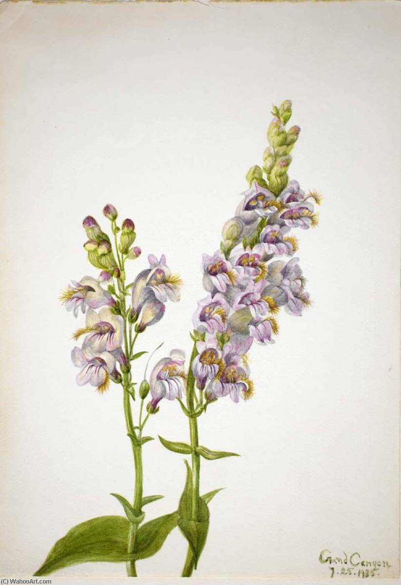 Pentstemon (pentstemon Macranthus) — Mary Vaux Walcott