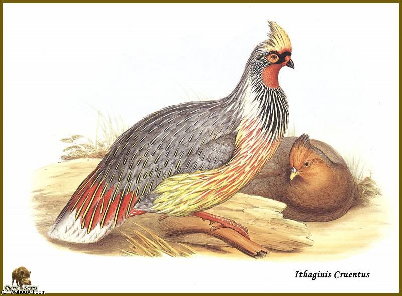 Faisan Ensanglante — John Gould
