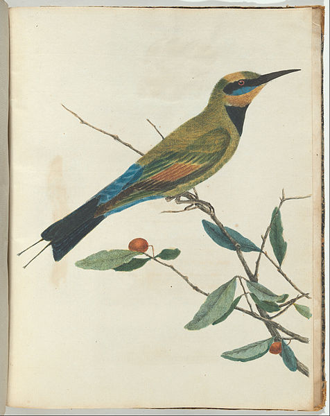 Mountain Bee Eater — John William Lewin