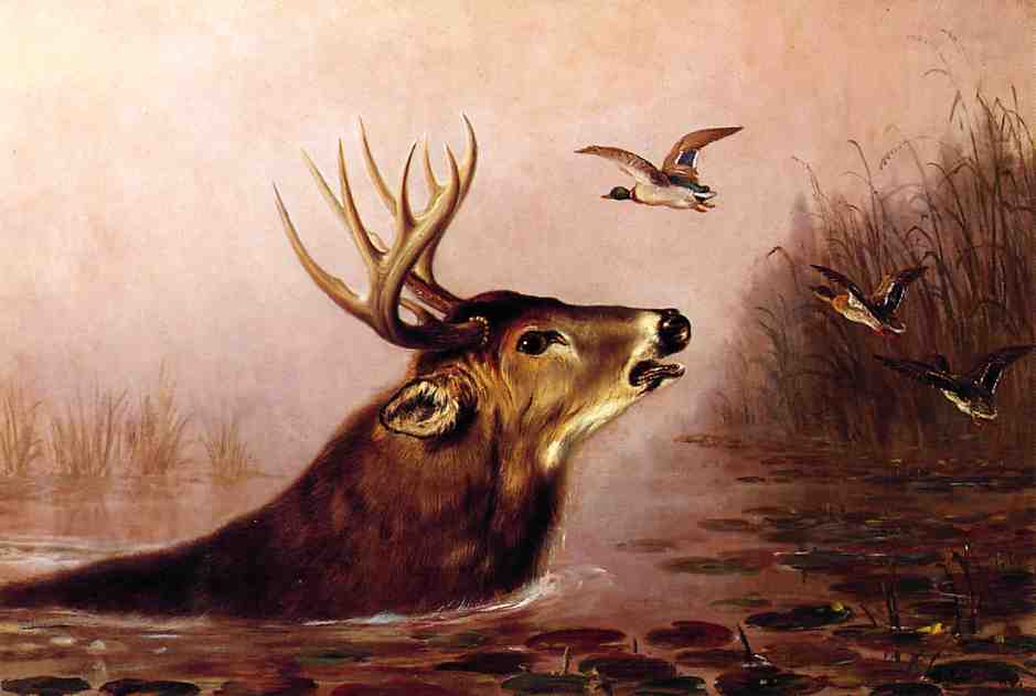 Deer In Marsh — Arthur Fitzwilliam Tait