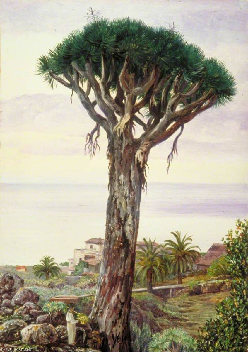 Dragon Tree At San Juan De Rambla, Teneriffe — Marianne North