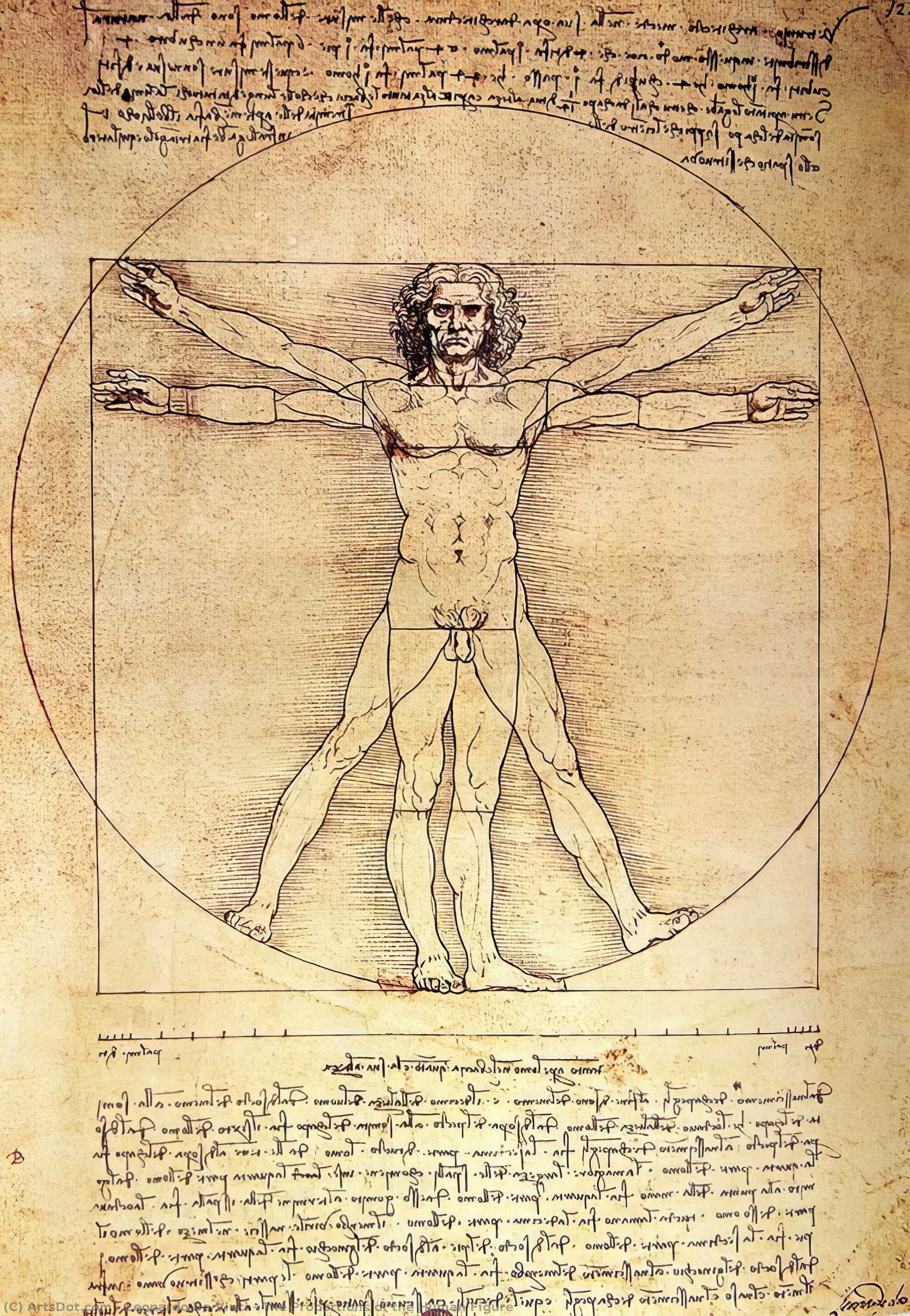 The Proportions Of The Human Figure — Leonardo Da Vinci
