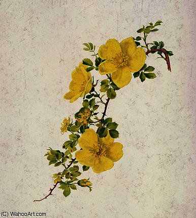 Rosa Foetida — Alfred Parsons