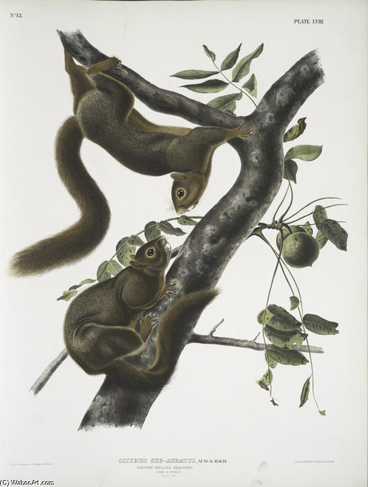 Sciurus Sub-auratus, Orange-bellied Squirrel. Male ^ Female. Natural Size — John James Audubon