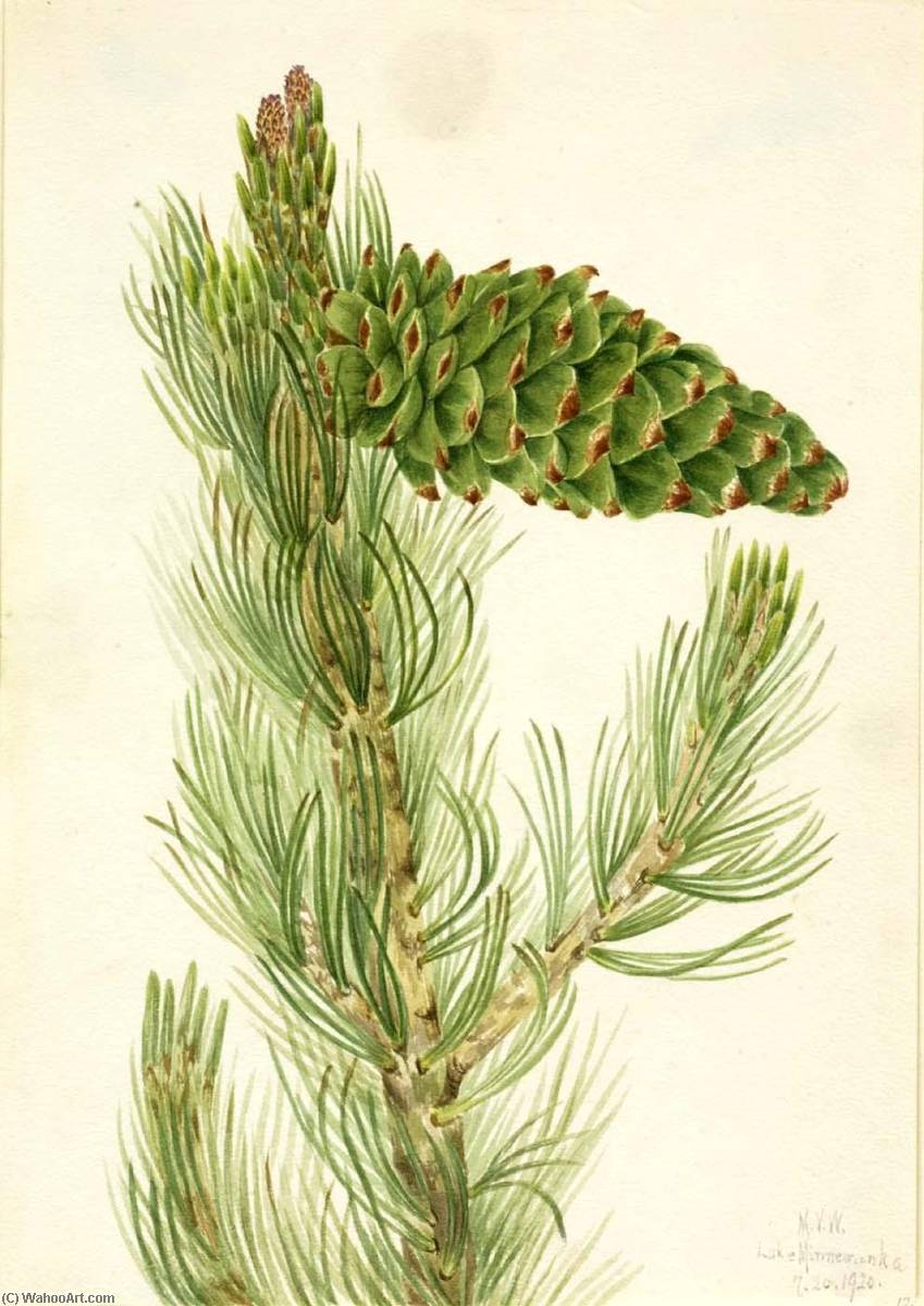 Limber Pine (pinus Flexilis) — Mary Vaux Walcott