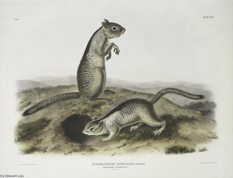 Spermophilus Douglassii, Douglasse's Spermophile. Natural Size — John James Audubon