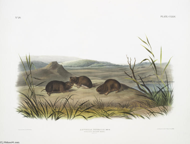 Arvicola Borealis, Northern Meadow-mouse. Natural Size — John James Audubon