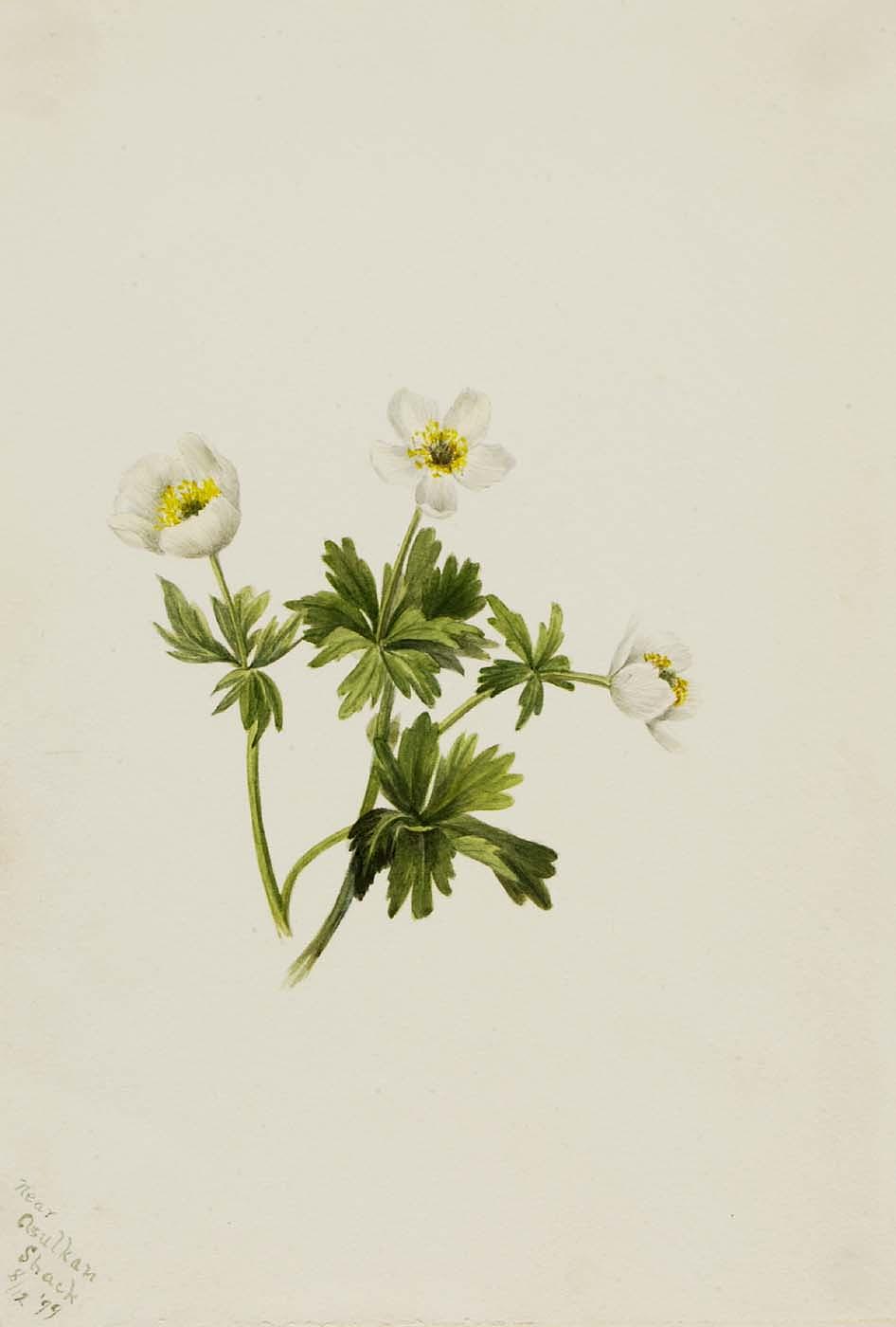 White Globeflower (trollius Albiflorus) — Mary Morris Vaux Walcott