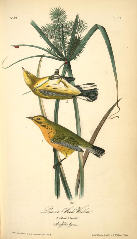 Prairie Wood-warbler. 1. Male. 2. Female. — John James Audubon