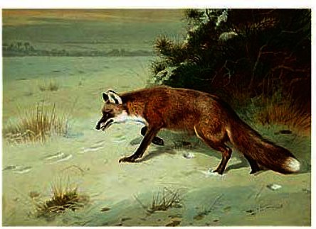 On The Prowl — Archibald Thorburn