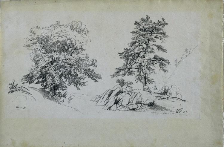 Chestnut And Pine — David Johnson