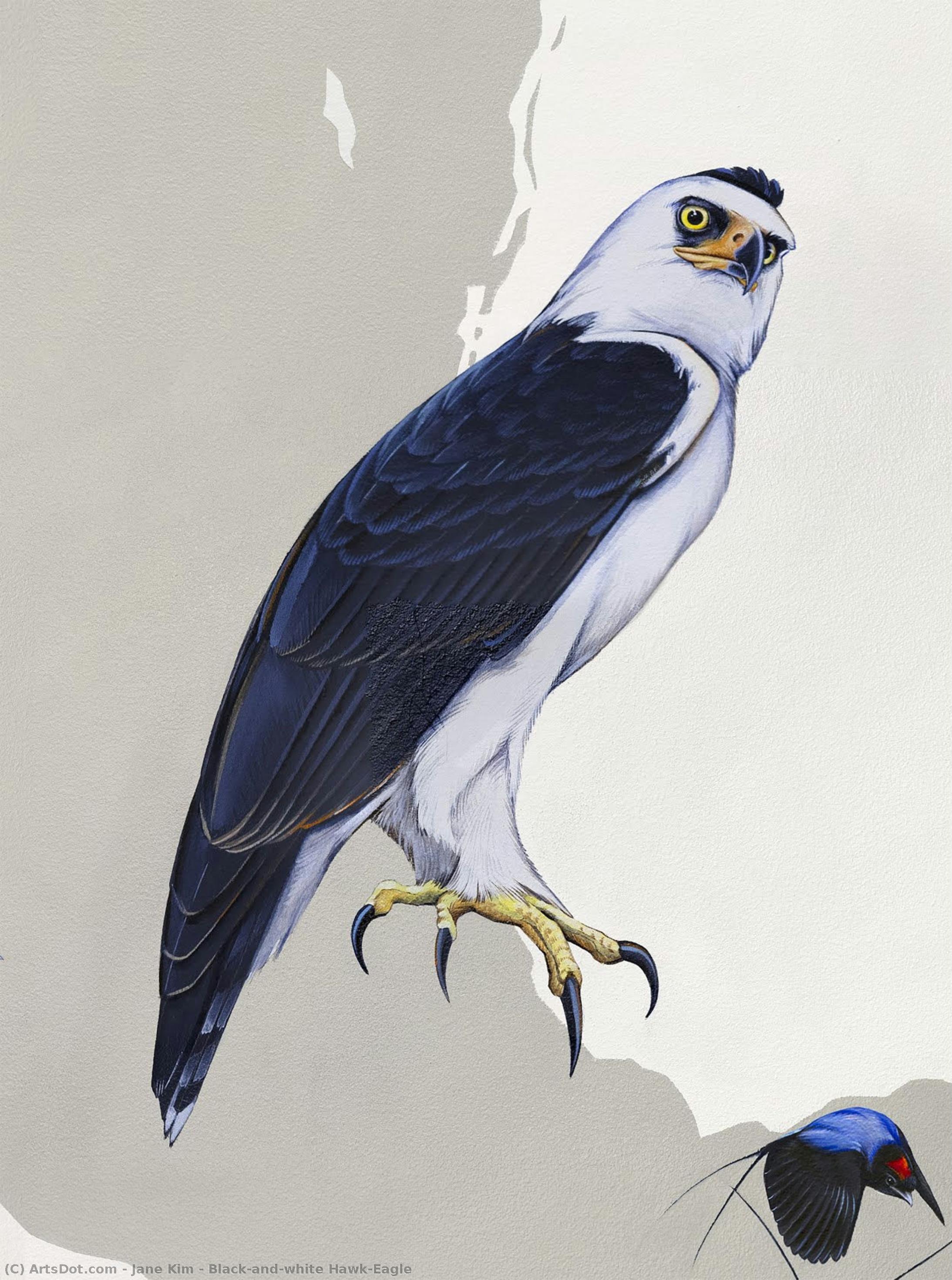 Black-and-white Hawk-eagle — Jane Kim