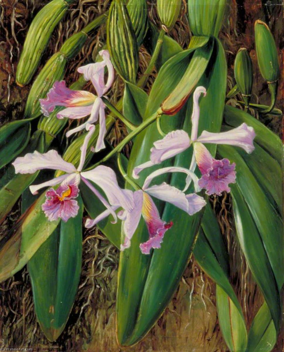 A Brazilian Orchid — Marianne North