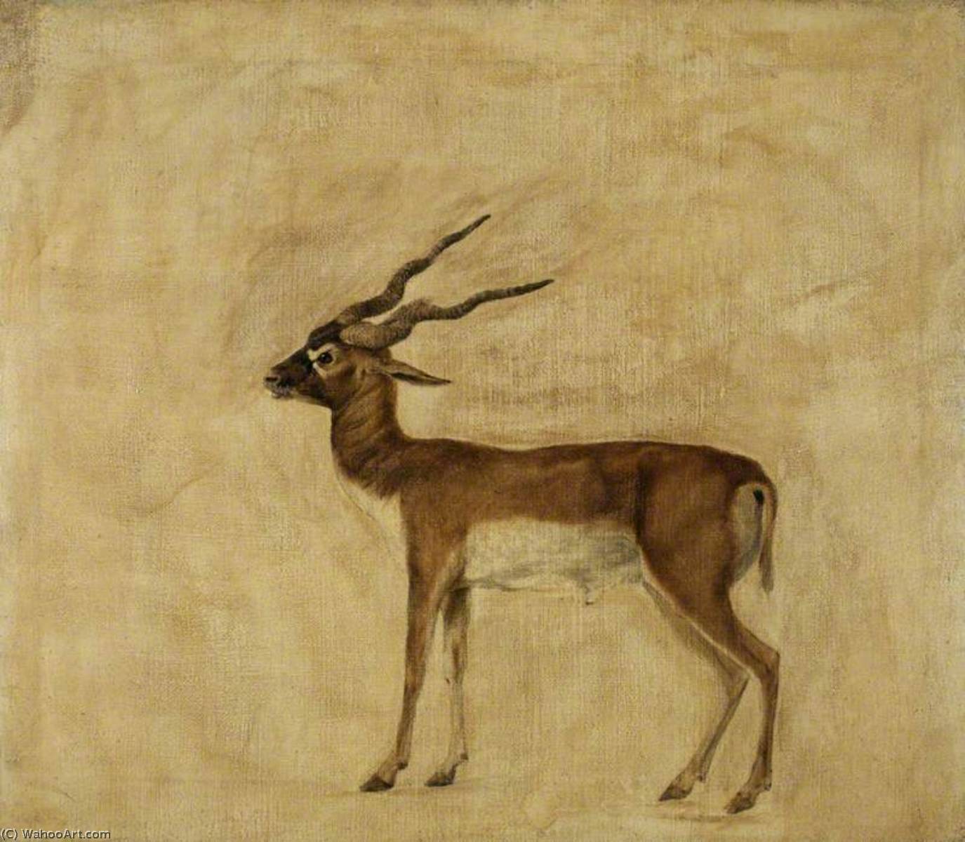 A Blackbuck — George Stubbs