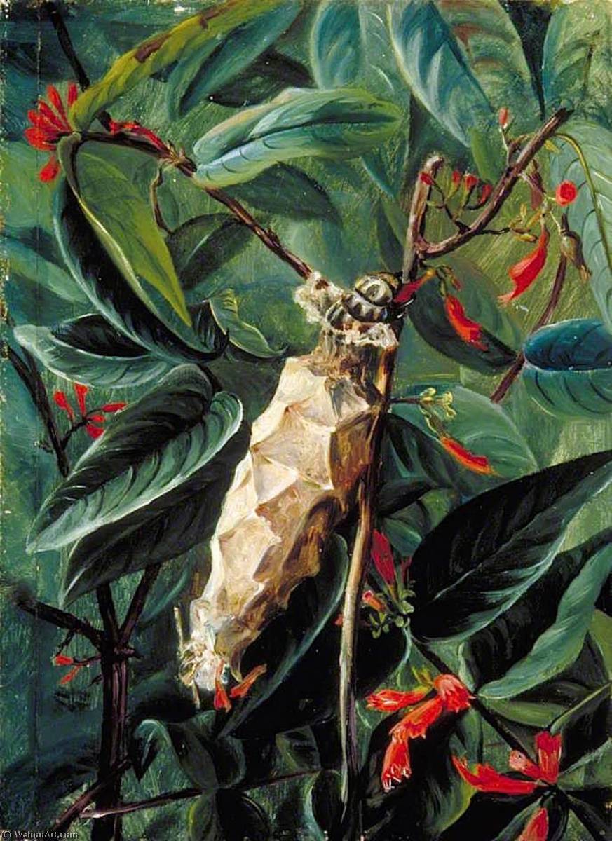 The House Builder Caterpillar On A Flowering Shrub, Brazil — Marianne North