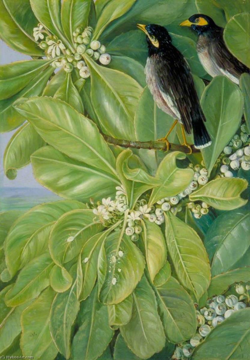 Veloutier Blanc And Pair Of Martins, Seychelles — Marianne North