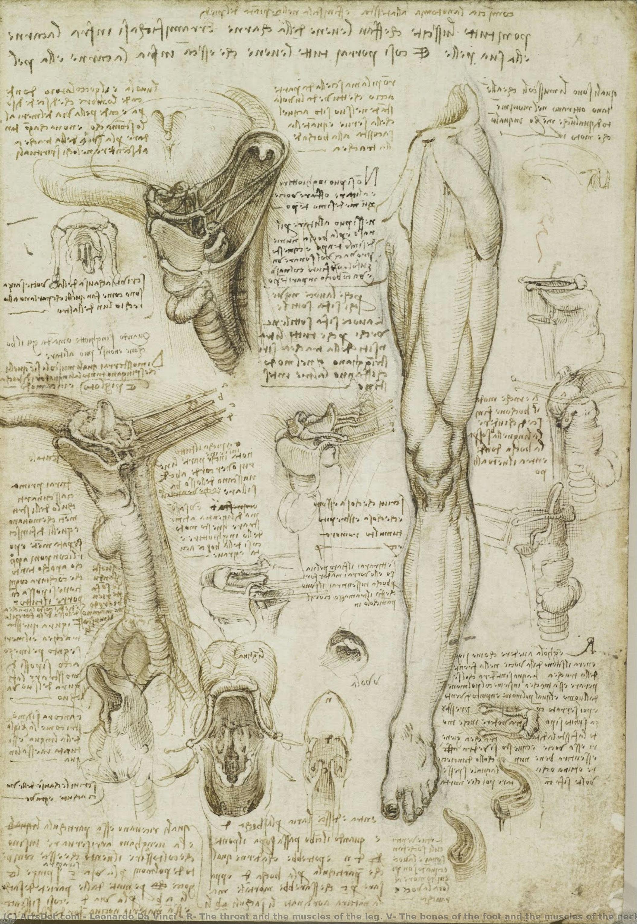 R: The Throat And The Muscles Of The Leg. V: The Bones Of The Foot And The Muscles Of The Neck — Leonardo Da Vinci