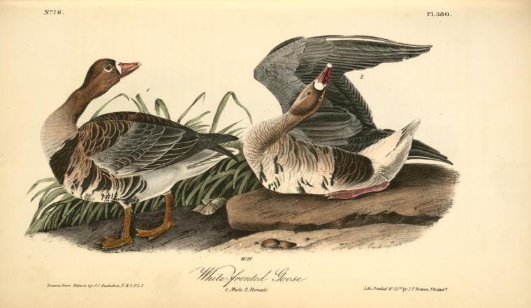White-fronted Goose. 1. Male. 2. Female — John James Audubon