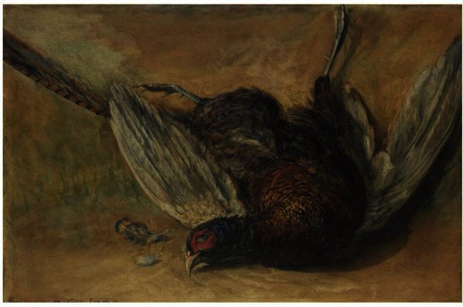 A Cock Pheasant — David Cox
