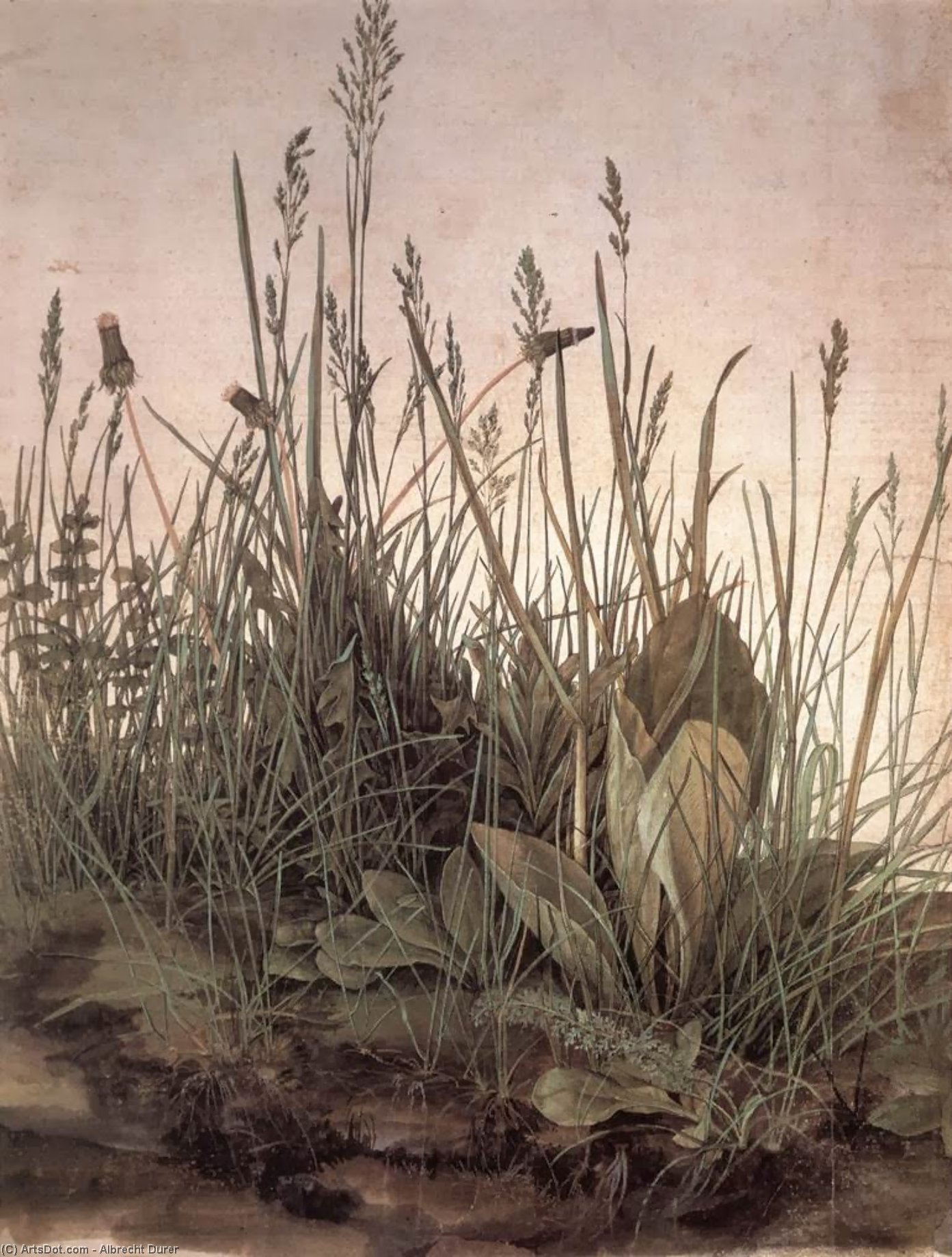 The Large Turf — Albrecht Dürer