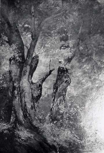 Sunrise In Forest, (painting) — Von Luerzer