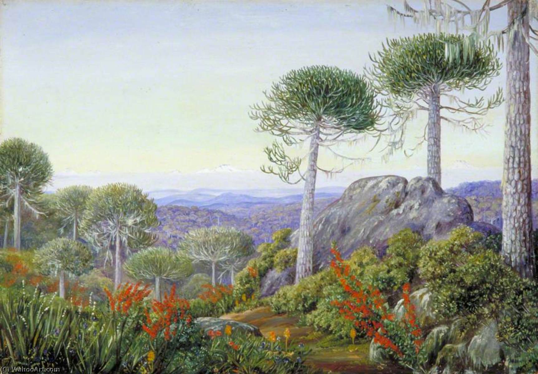 Seven Snowy Peaks Seen From The Araucaria Forest, Chili — Marianne North