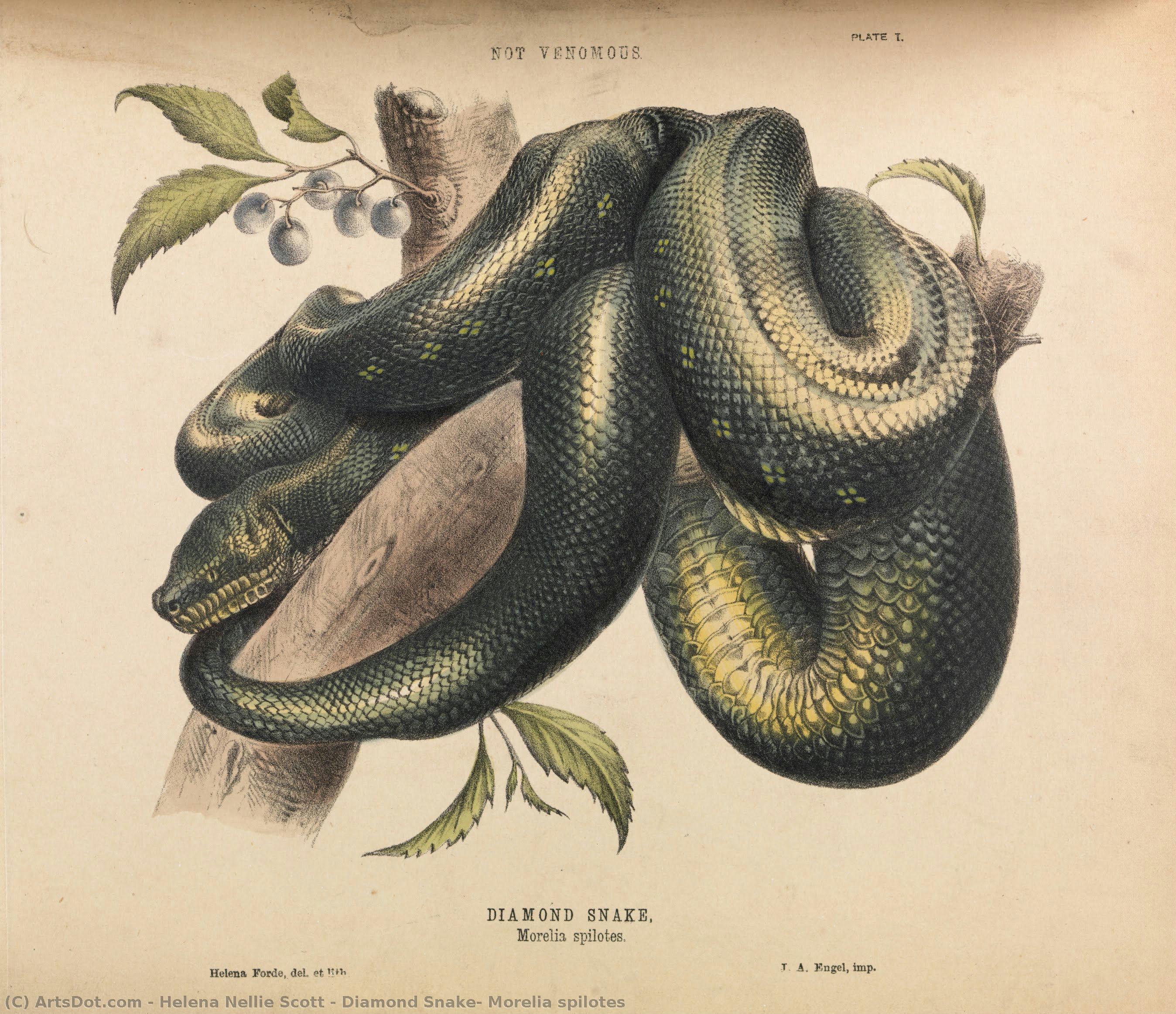 Diamond Snake, Morelia Spilotes — Helena Nellie Scott