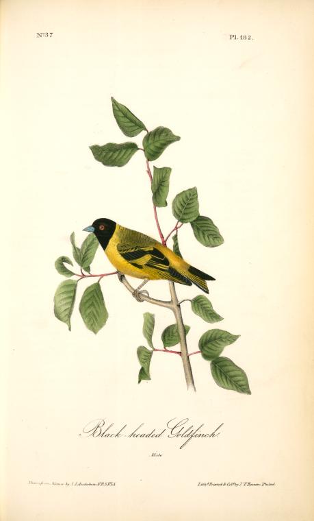Black-headed Goldfinch. Male — John James Audubon
