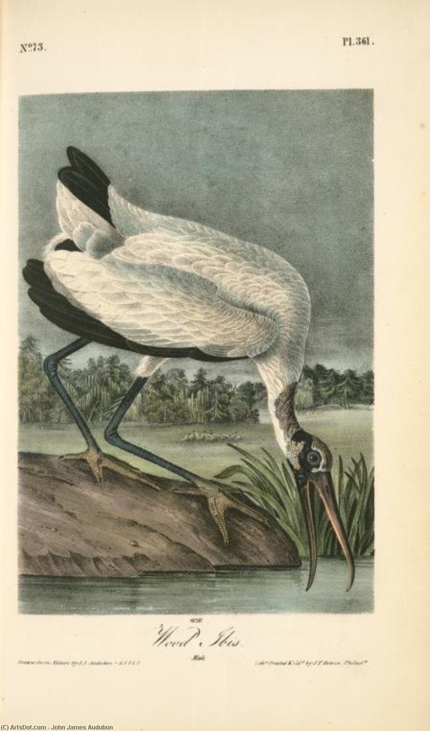 Wood Ibis. Male — John James Audubon