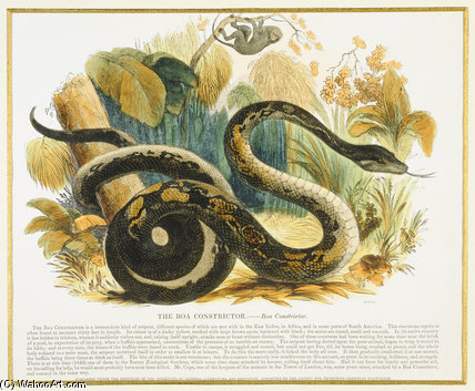 The Boa Constrictor, — Josiah Wood Whymper