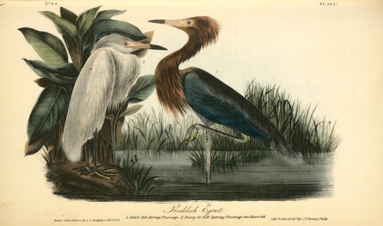 Reddish Egret. 1. Adult, Full Spring Plumage. 2. Young In Full Spring Plumage Two Years Old — John James Audubon