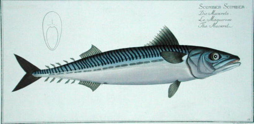 Mackerel (scomber Scomber) Plate Liv From 'ichthyologie, Ou Histoire Naturelle Generale Et Particuli — Andreas Ludwig Kruger