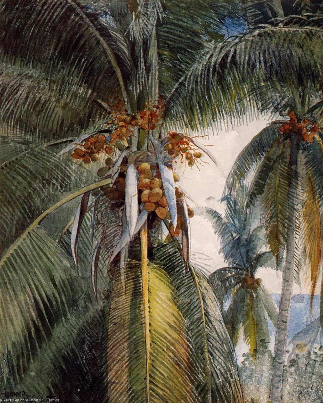 Coconut Palms, Key West — Winslow Homer