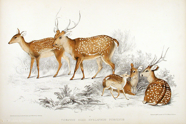 Porcine Deer — Benjamin Waterhouse Hawkins
