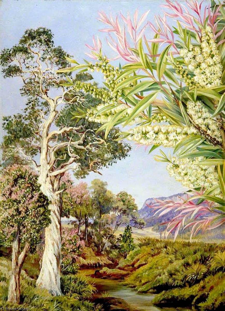 Illawarra, New South Wales — Marianne North