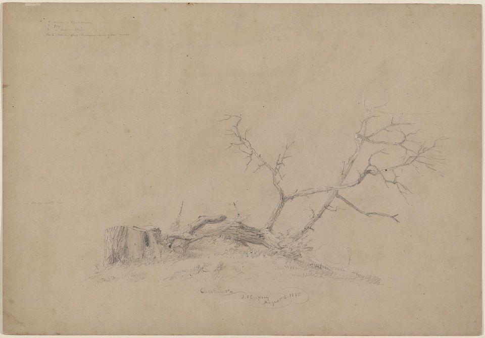 Felled Chestnut Tree — Jasper Francis Cropsey