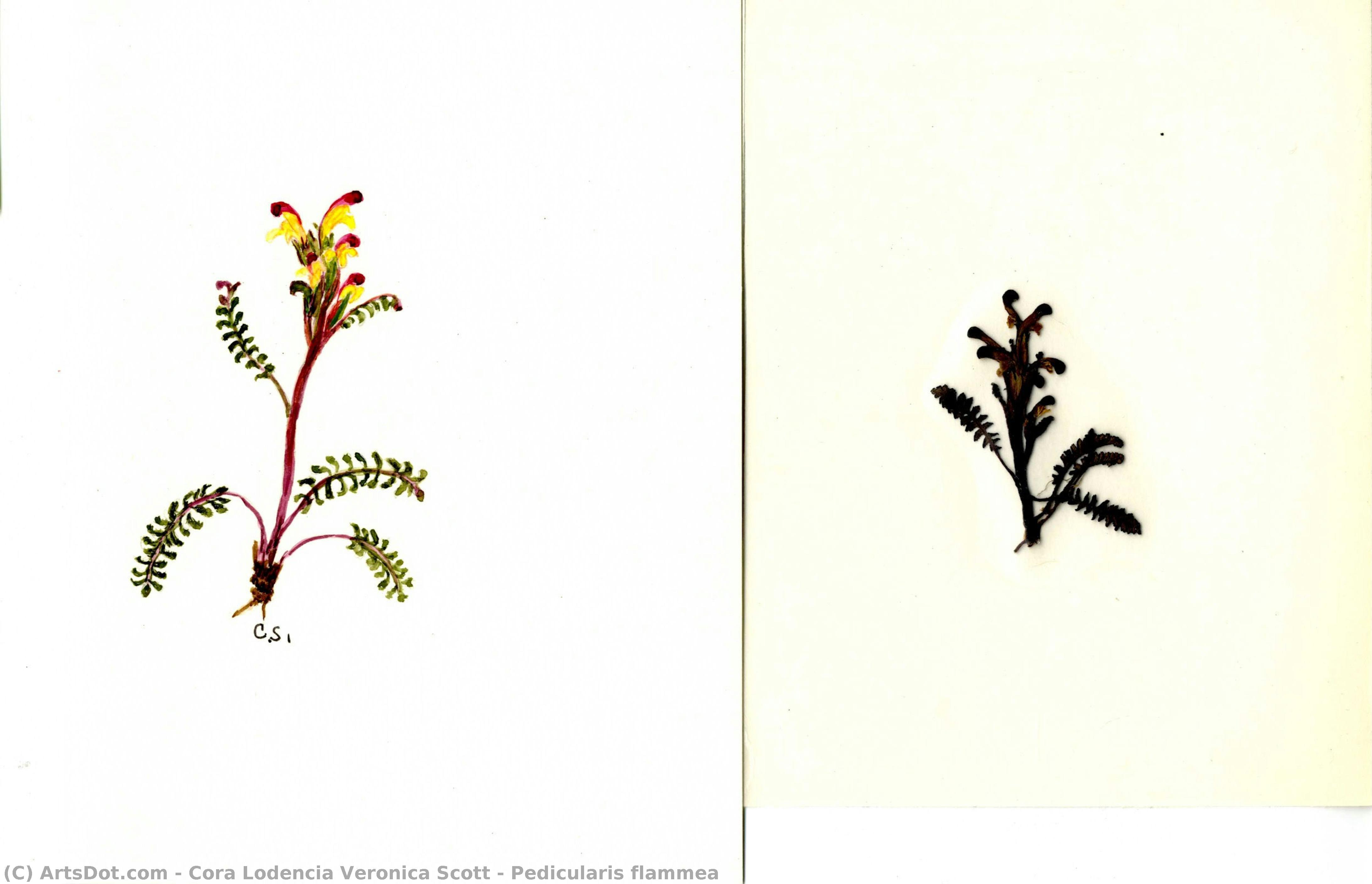 Pedicularis Flammea — Cora Lodencia Veronica Scott