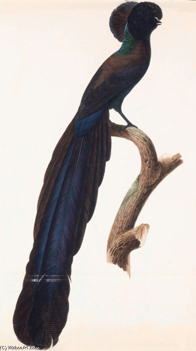 Astrapia Nigra — Jacques Barraband