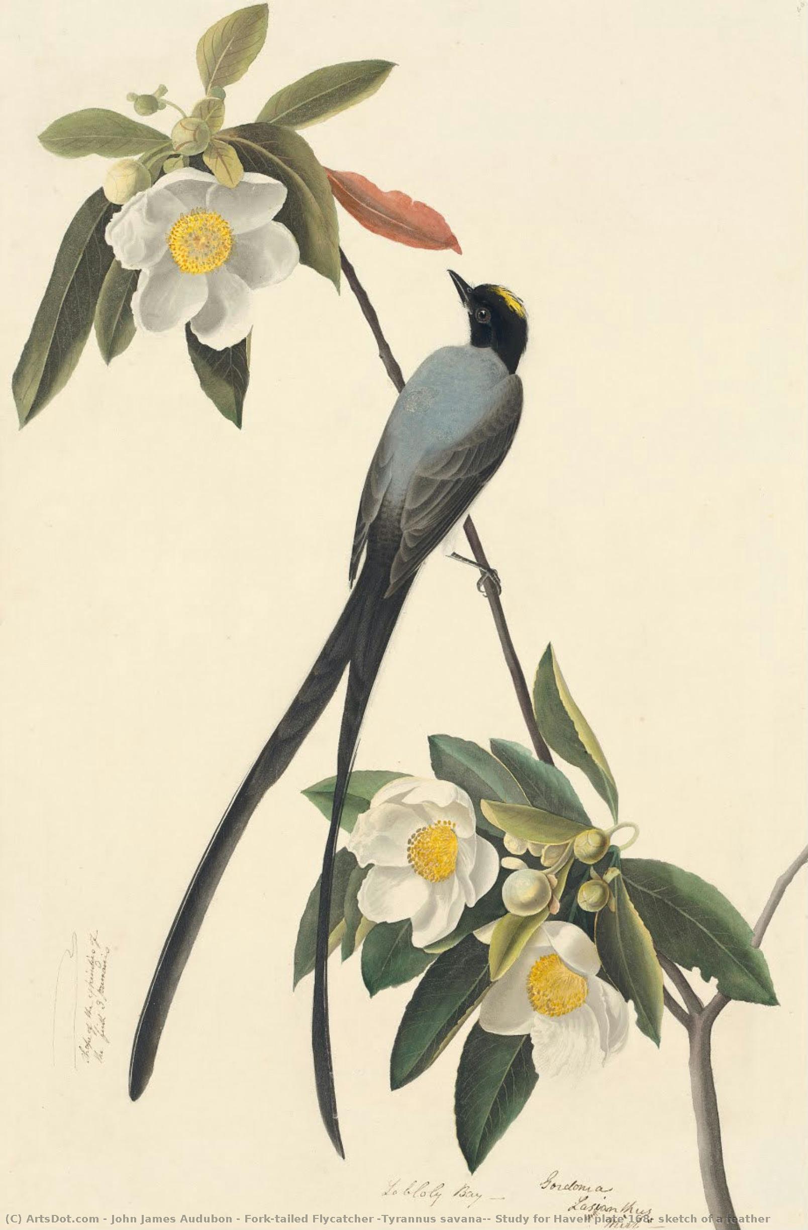 Fork-tailed Flycatcher (tyrannus Savana), Study For Havell Plate 168; Sketch Of A Feather — John James Audubon