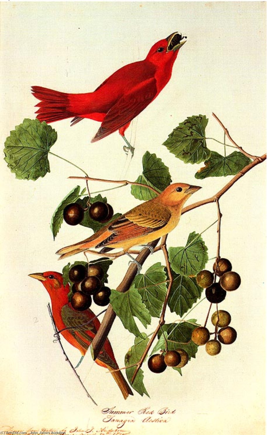 Summer Tanager Bayou Sara Louisiana August 27 — John James Audubon
