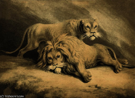 Studies Of Lions — Samuel Howitt