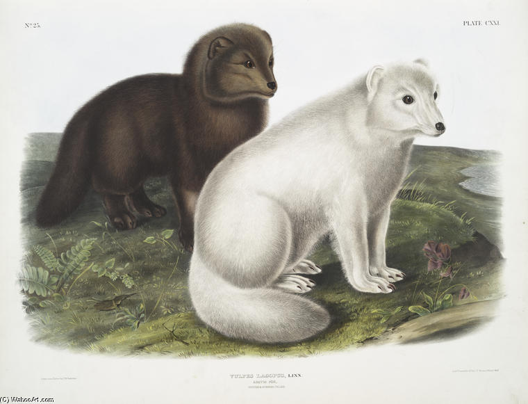 Vulpes Lagopus, Arctic Fox. Winter ^ Summer Pelage — John James Audubon